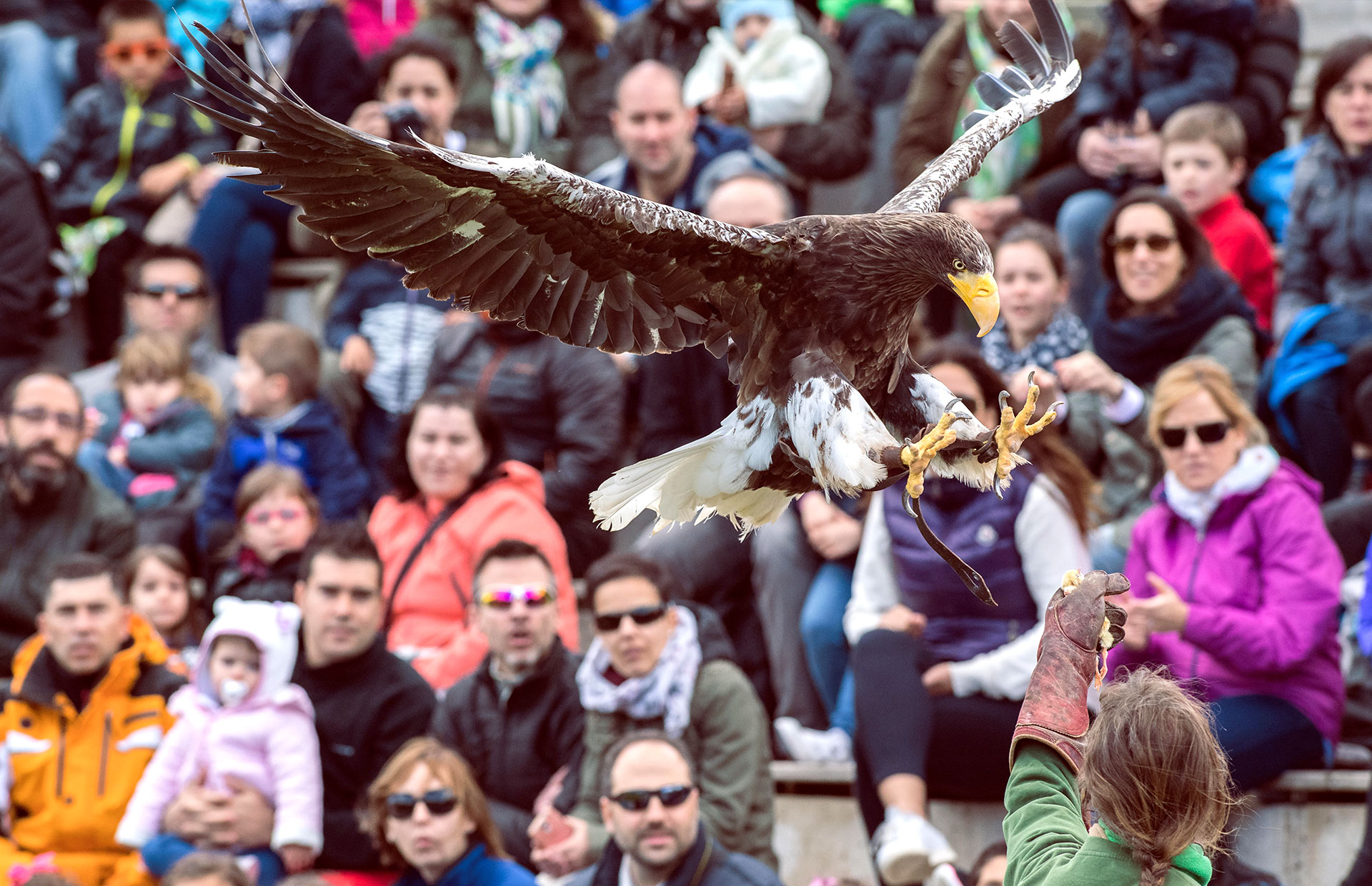 curso oficial de cuidado de animales salvajes